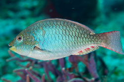 Parrotfishes